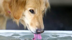 do dogs eat or drink water