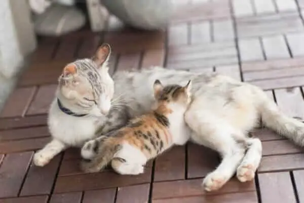 Spayed-cat-nursing