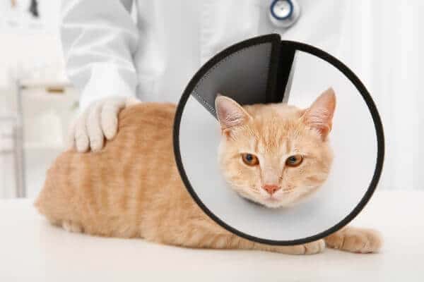 How Long A Cat Should Wear A Cone After Neuter Spay Surgery And More 