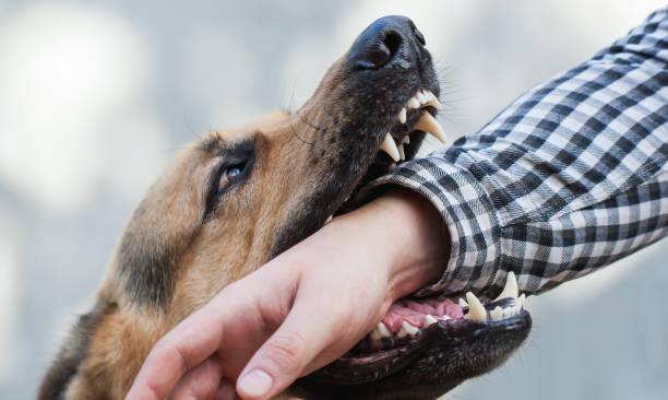 does dog biting brings rabies