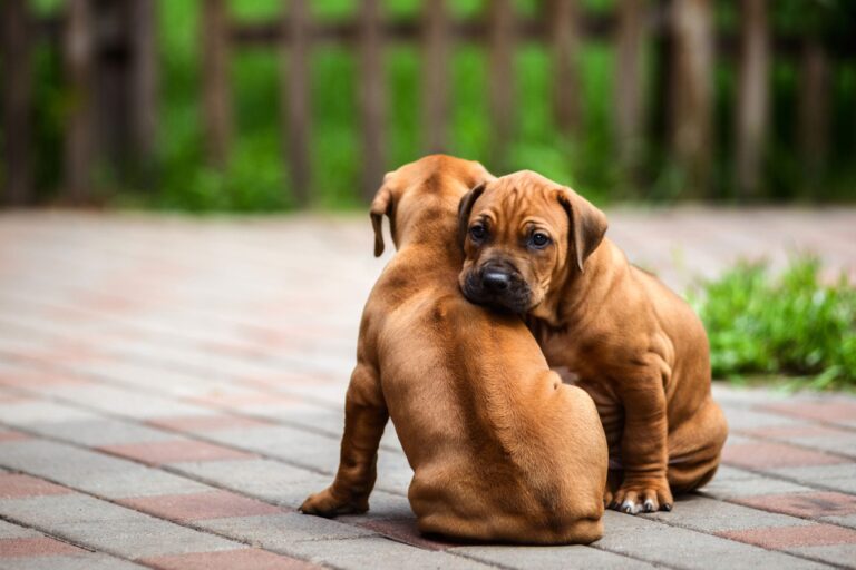 dog pregnant by sibling