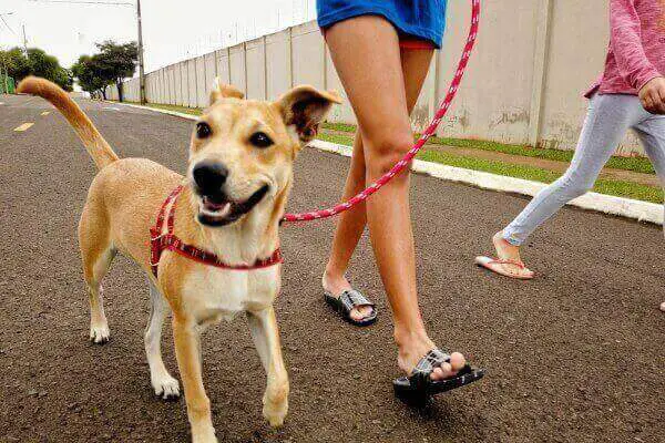 Dog-walking-in-leash-.jpg