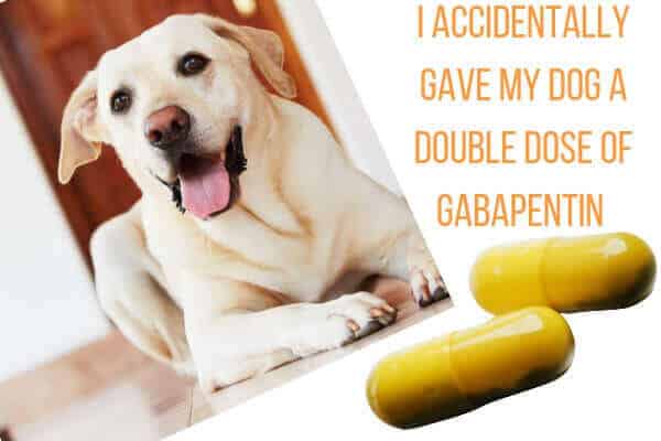 I Accidentally Gave My Dog A Double Dose Of Gabapentin - GuidedPet