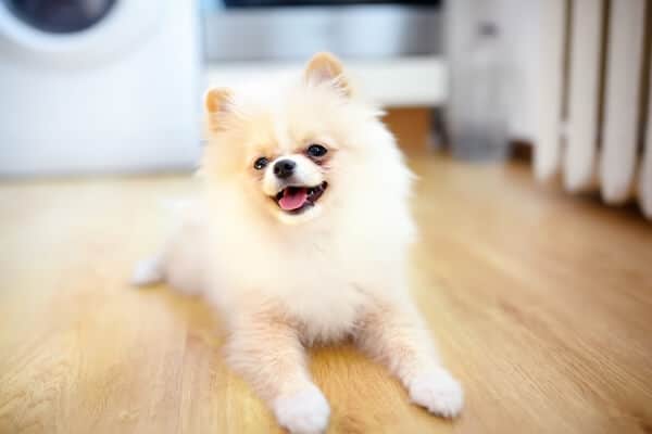 how-long-can-you-leave-a-2-month-old-puppy-alone-what-experts-say