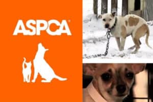 Are ASPCA Commercials Staged? Everything You Need To Know - GuidedPet