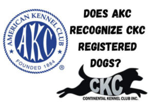 Does-akc-recognize-ckc-.jpg