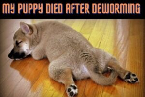 My-Puppy-Died-After-Deworming.jpg