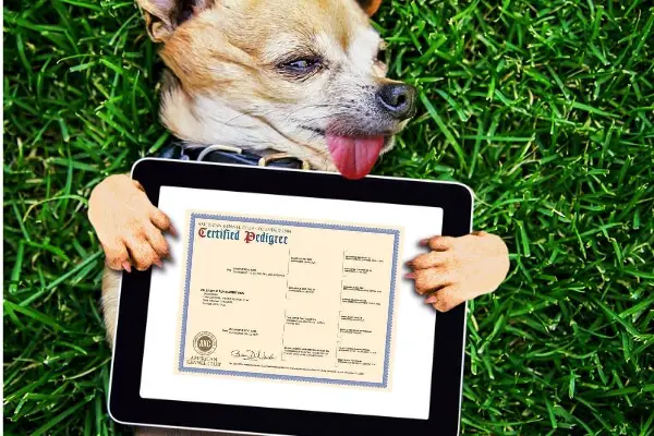 how can you get akc papers for your dog