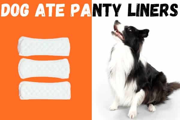 Dog-ate-panty-liner-.jpg