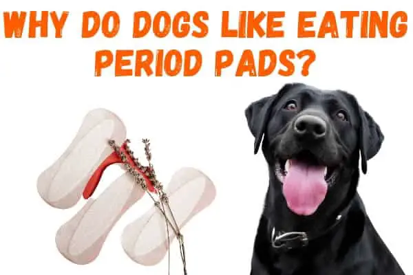 Why-do-dogs-like-eating-period-pads-.jpg