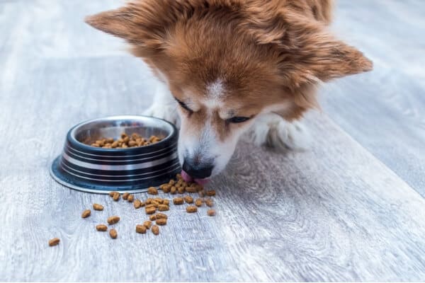 Dog Drops Or Spits Out Food On Floor Before Eating: 12 Reasons