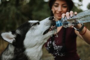 i-accidentally-drank-my-dogs-water.jpg
