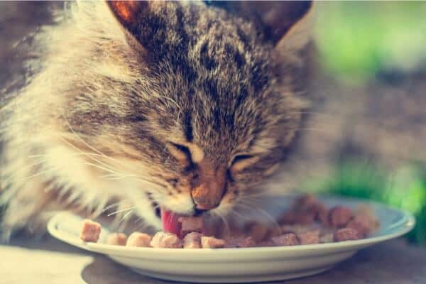 Cat only eats 2025 gravy from wet food