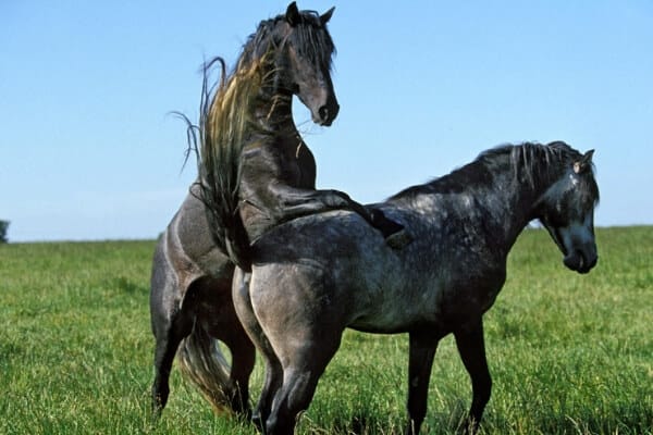 Do-horses-feel-pleasure-when-mating.jpg