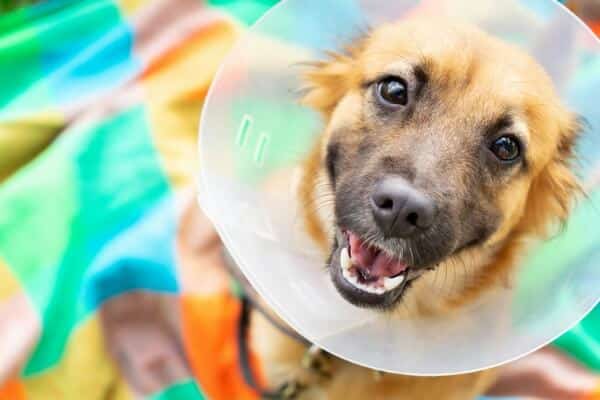 Dog-wont-keep-cone-after-spay-or-neuter.jpg