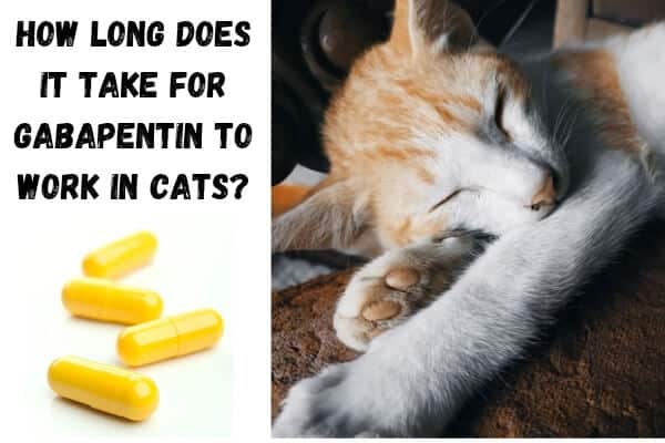 How Long Does It Take For Gabapentin To Work In Cats Guidedpet