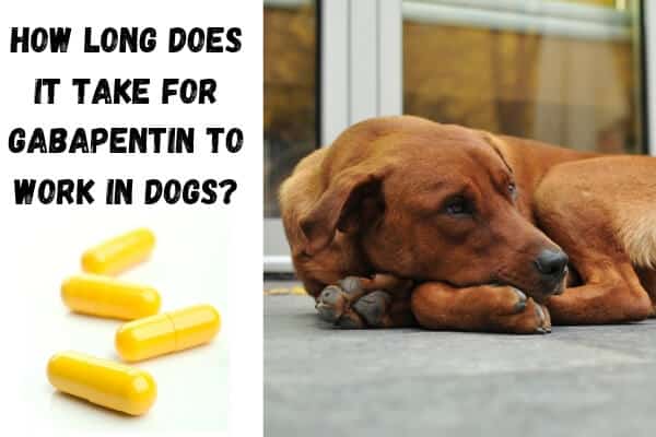 How-Long-Does-It-Take-For-Gabapentin-To-Work-In-Dogs.jpg