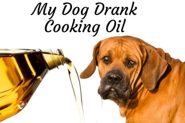 how do i give olive oil to my dog