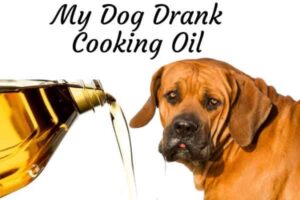 My-dog-drank-cooking-oil-.jpg