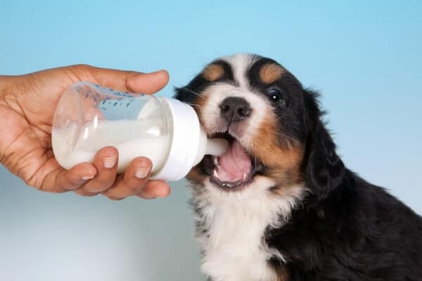 My-dog-drank-spoiled-milk-.jpg