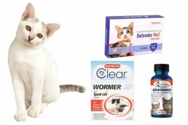 What-If-I-Give-A-Cat-Dewormer-And-They-Dont-Have-Worms.jpg