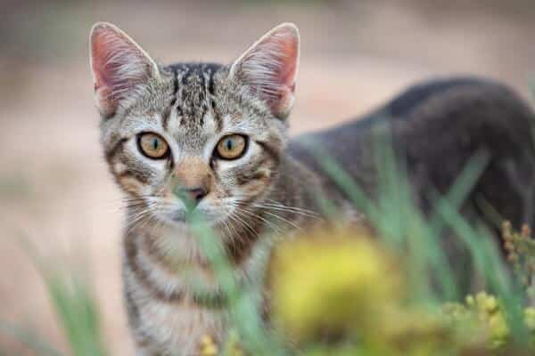 Do Feral Cats Meow? Everything You Need To Know