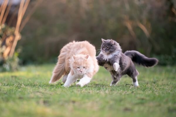 male-cat-following-or-chasing-female-cat-5-reasons-how-to-stop-it