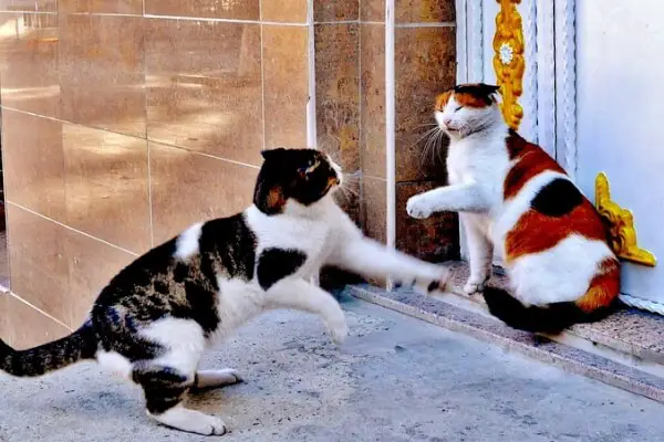 Male-cat-attacks-female-.jpg