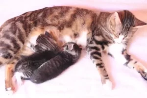 My-Cat-Gave-Birth-To-Dead-Kitten-.jpg