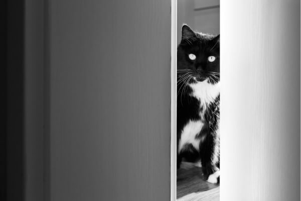 Should-I-Open-My-Bedroom-Door-For-My-Cat-At-Night.jpg