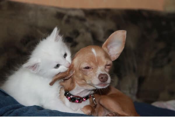 Why-Is-My-Cat-Trying-To-Mate-With-My-Dog.jpg