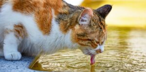 cat drinking pool water