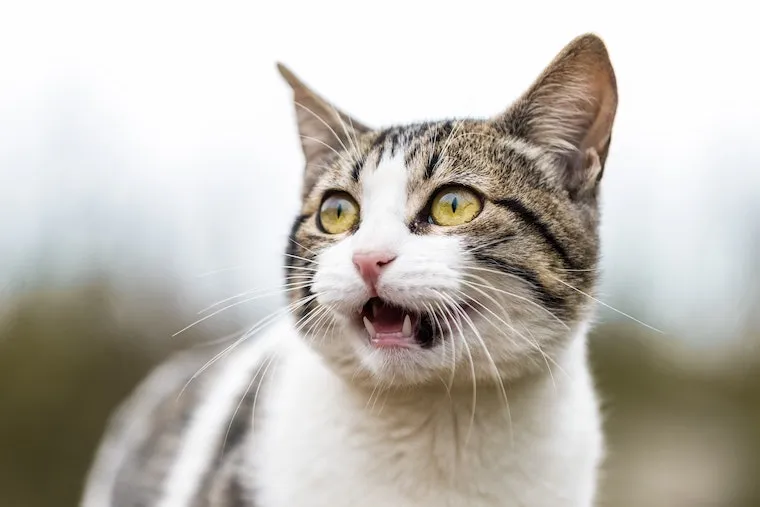 cat staring with mouth open