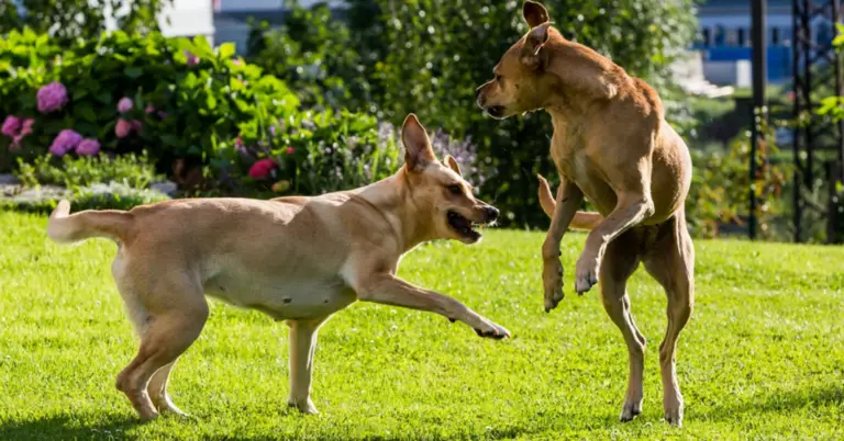 mother and daughter dogs fighting