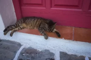 Cat-Sleeping-By-The-Front-Door