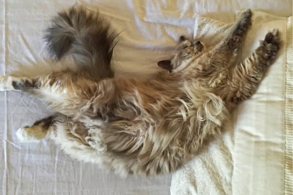 My Cat Died Stretched Out: 6 Possible Reasons & What To Do