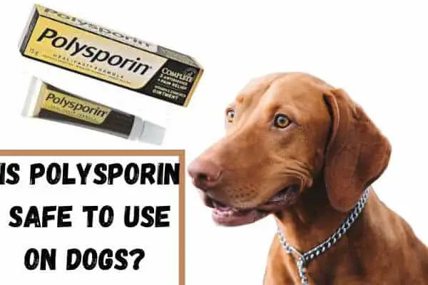 Is-It-Safe-To-Use-Polysporin-On-A-Dog.jpg