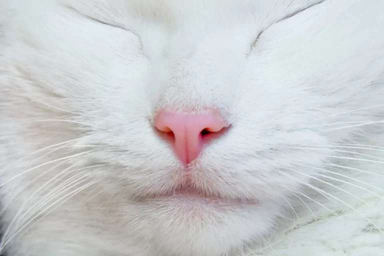 cat died bleeding from mouth and nose