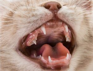 cat loose front tooth