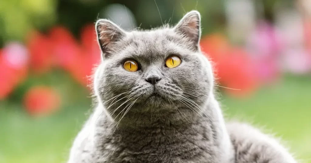 British-Shorthair cat breed with long whiskers