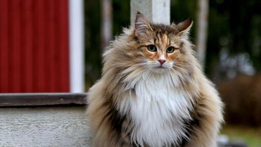 Norwegian Forest Cat breed with long whiskers