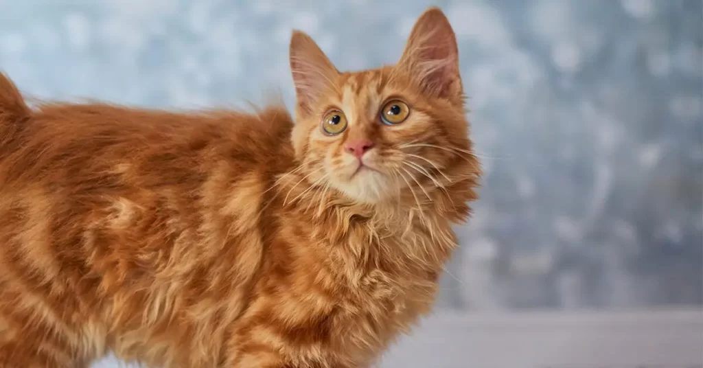 american-bobtail cat breed with long whiskers