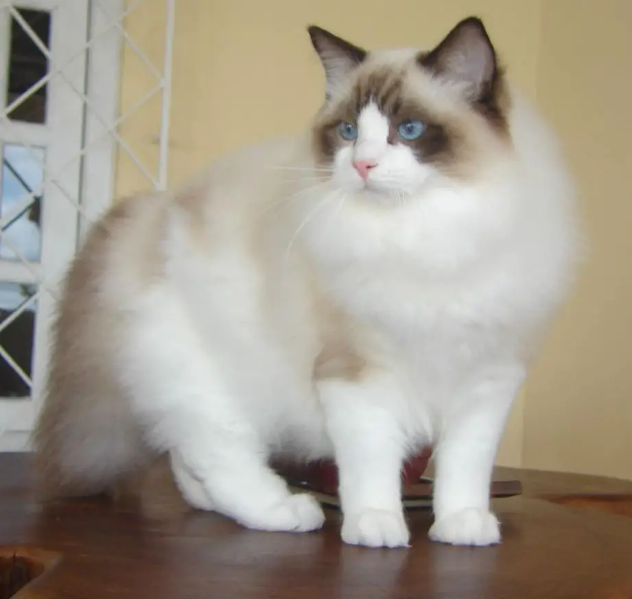 ragdoll-cat-with-long-whiskers