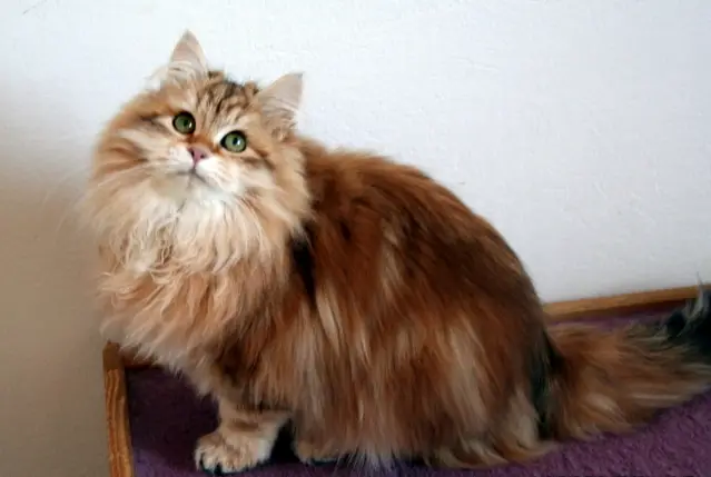 siberian-cat-with-long-whiskers