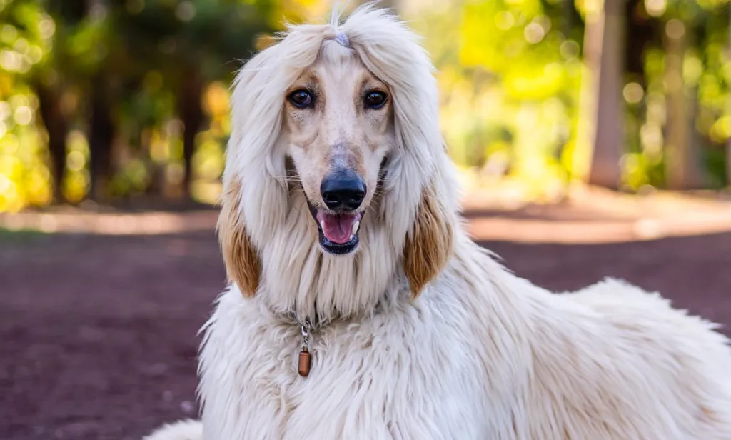 afghan hound blonde dog breeds