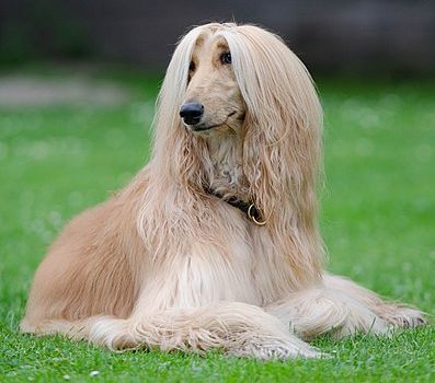 afghan hound blonde dog breeds
