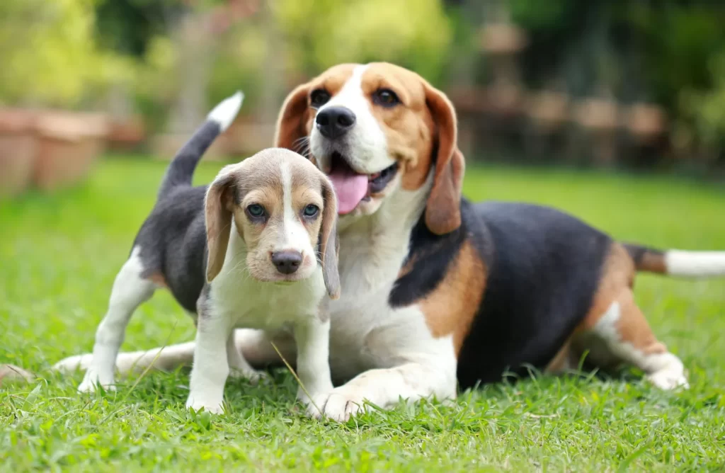 beagle blonde dog breeds