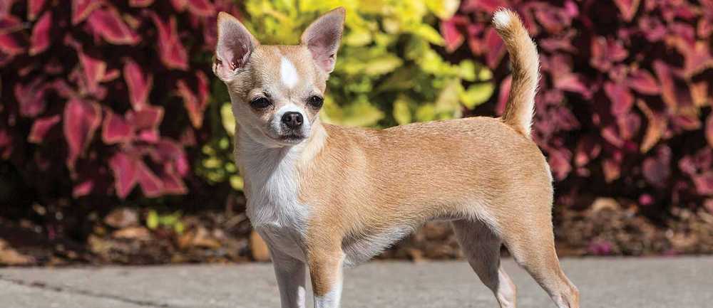 blonde dog breeds Chihuahuas
