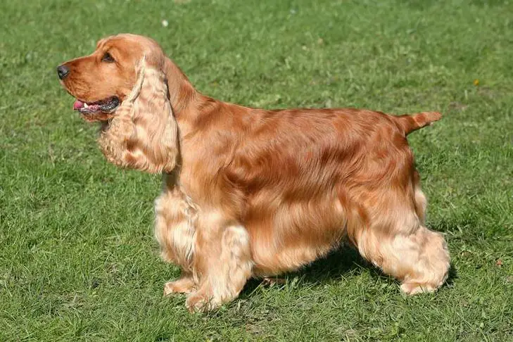 Cocker Spaniel blonde dog breeds