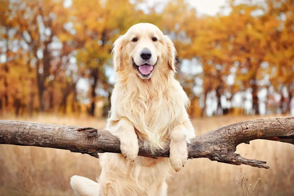 blonde dog breeds golden retriever